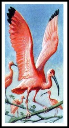 27 Scarlet Ibis